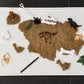 Dino Fossil Dig Kit